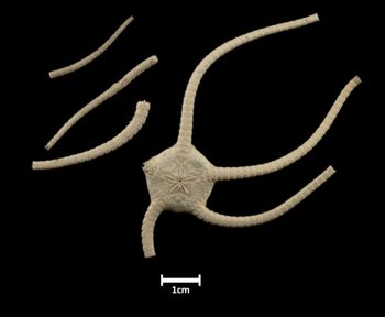 Media type: image;   Invertebrate Zoology OPH-475 Description: Bottom of brittle star with mouth visible, some arms in fragments.;  Aspect: ventral